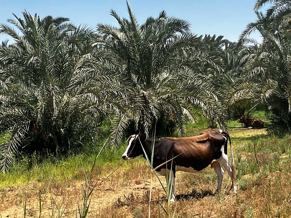 Dates and Palm Forests, a Journey Through History and Culture of Taste Dates and Palm Forests, a Journey Through History and Culture of Taste